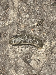 Arion fasciatus