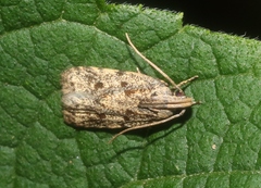 Stoeberhinus testaceus