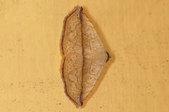 Eublemma perversicolor