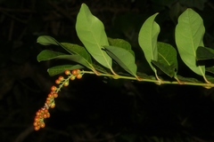 Citharexylum caudatum