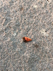 Virbia aurantiaca