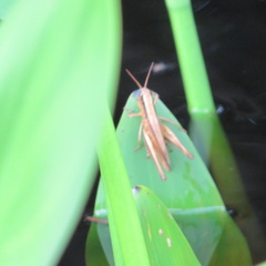 Dichromorpha elegans