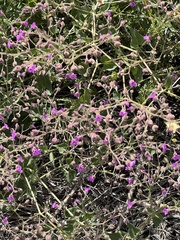 Mirabilis multiflora