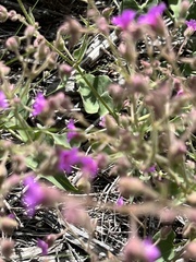 Mirabilis multiflora