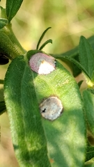 Asteromyia carbonifera