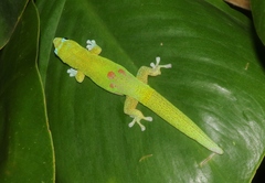 Phelsuma laticauda laticauda