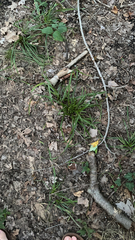 Asparagales