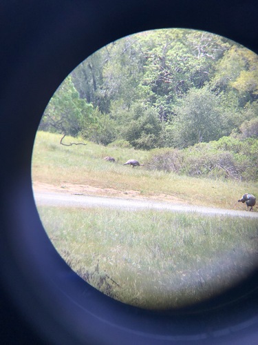 iNaturalist observation photo of Wild Turkey