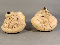 Calvatia rubroflava