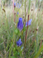 Gentianopsis