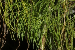 Psilotum nudum
