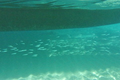 Atheriniformes