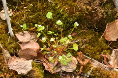 Claytonia