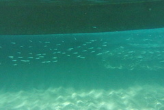 Atheriniformes