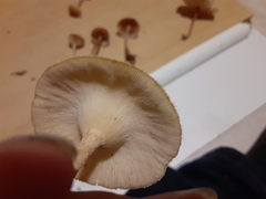 Lentinus tigrinus