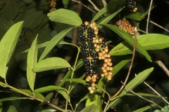 Citharexylum caudatum