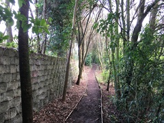 Melicytus ramiflorus