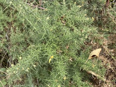 Ulex europaeus