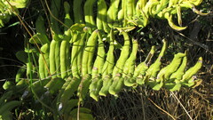 Blechnum chilense
