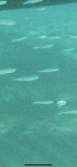 Atheriniformes