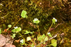 Claytonia