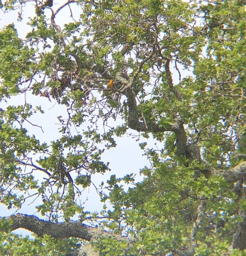 iNaturalist observation photo of Bullock's Oriole