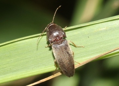 Conoderus pallipes