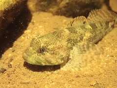 Cottus immaculatus