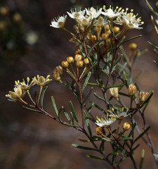 Phebalium filifolium