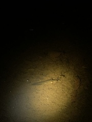 Caudata