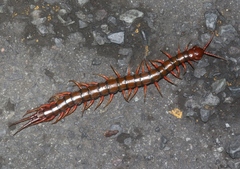 Scolopendra subspinipes