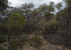 Phebalium filifolium