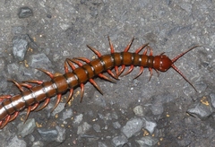 Scolopendra subspinipes