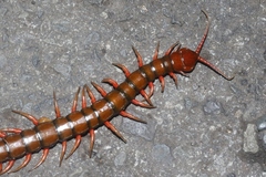 Scolopendra subspinipes