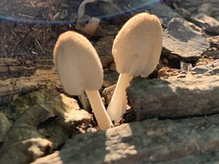 Coprinellus radians