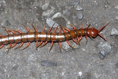 Scolopendra subspinipes
