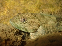 Cottus immaculatus