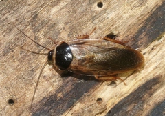 Pycnoscelus indicus