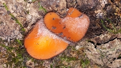 Scutellinia