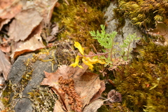 Corydalis aurea