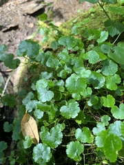 Hydrocotyle americana