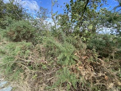 Ulex europaeus