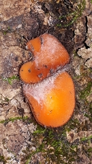 Scutellinia
