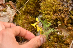Corydalis aurea