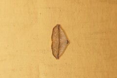 Eublemma perversicolor