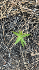Moehringia macrophylla