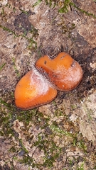 Scutellinia