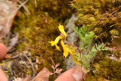 Corydalis aurea
