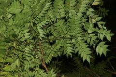 Koelreuteria