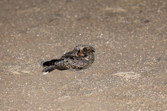 Phalaenoptilus nuttallii